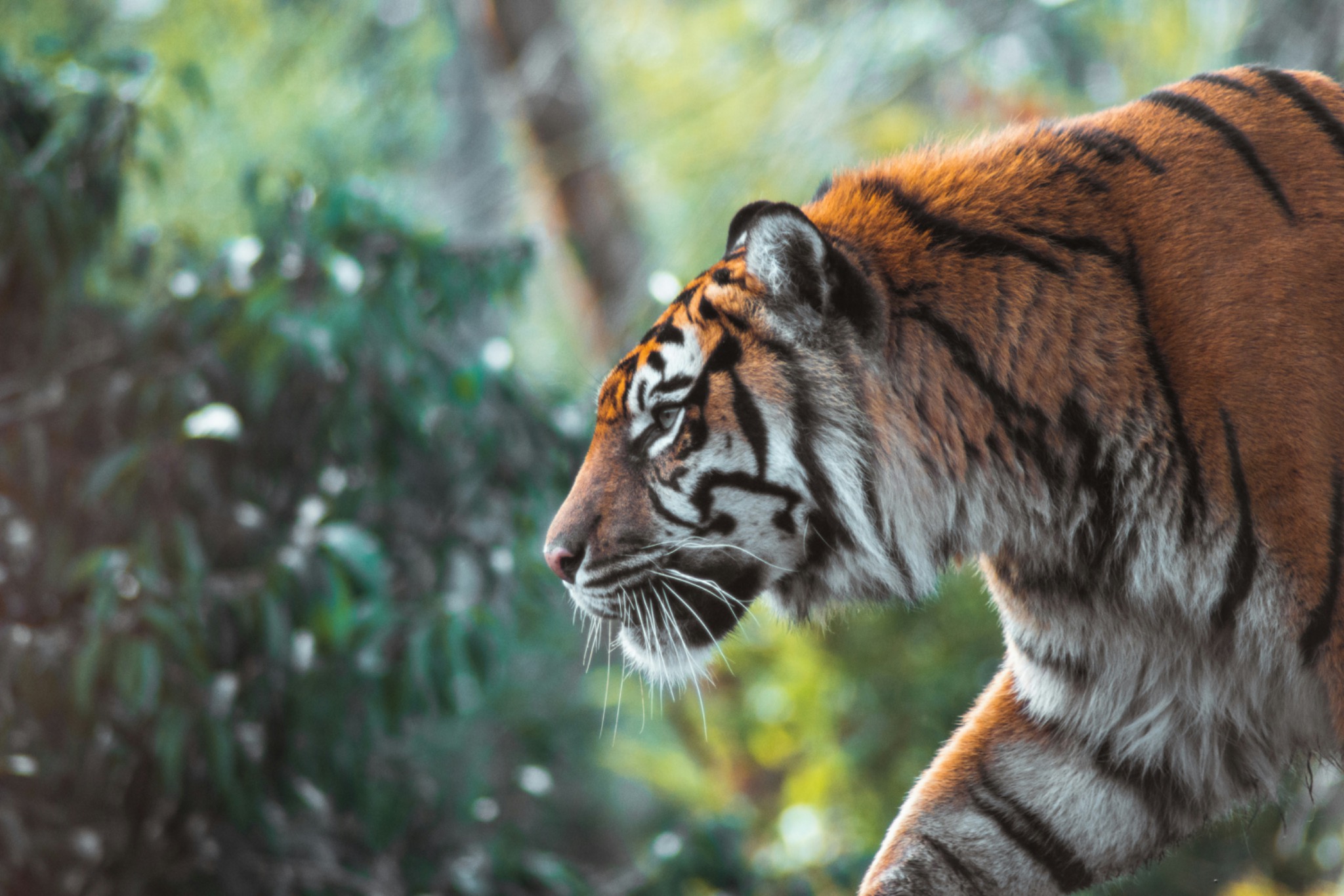 A tiger walking through a forest